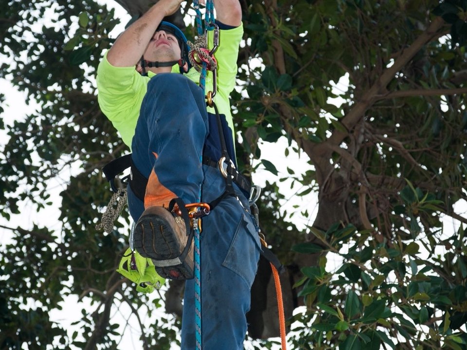 Qualified arborist working in a mature tree during an Enviro Trees UK survey in West Sussex